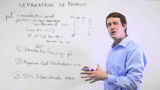 Protein Separation and Purification