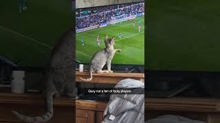 kitten not liking footy