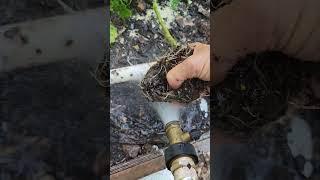 neighborhood homesteader in sc homestead how to put plants in hydroponics