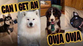 Owa Owa Tiktok Compilation (Other Dogs) (Can I get an Owa Owa)