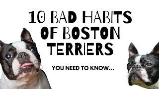 10 Bad Habits of Boston Terrier You Need to Know...