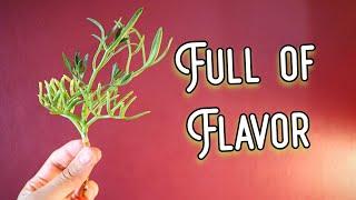 Sea Fennel (Samphire) - An uncommon herb that packs a punch! - Amazing Plants