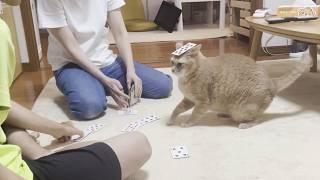 息子が遊んでいるとテンションが上がる猫