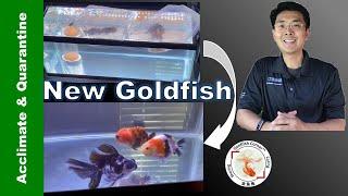 How to Add New Goldfish | Acclimate & Quarantine | Day-by-Day Results