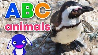 Learn abc with fun animal facts | Educational alphabet animal video for kids