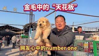 金毛中的“天花板”，网友心中的number one（最好的）