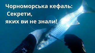 Життя кефалі: унікальний мешканець Чорного моря!