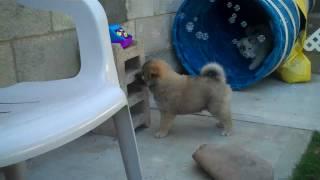 Icelandic Sheepdog Puppy Tunnel of Love - Lokasteinn Icelandics