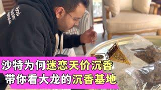 沙特阿拉伯人每年烧多少沉香无法想象！带你看看大龙的沉香基地！#沙特 #沉香