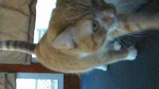 SUPER VHS/The cat is running