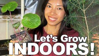 7 Edible Plants To Grow Indoor + Tips!