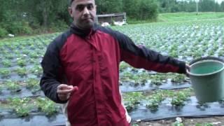 Strawberry Picking in Finland 2016