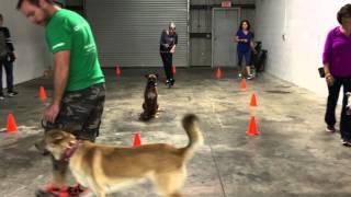 Group Class Obedience Training