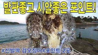 (도보)발판 좋고 시알 좋은 포인트 2곳 초보가 신발짝 갑오징어를 잡는다면?