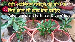 बेबी अडेनियम प्लांट्स की ग्रोथ के लिए कौन सी खाद देना चाहिए Baby Adenium plant care tips &fertilizer