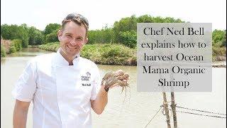 Chef Ned Bell Explains how to harvest Ocean Mama Ocean Wise Organic Shrimp