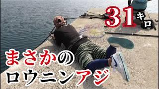 【ドラゴンの道】堤防でままままさかのロウニンアジ３１キロゲット！！！