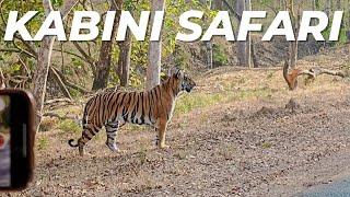 Kabini Forest Safari and Tiger Sighting | Nagarhole National Park, Karnataka