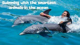 Swimming with Dolphins in Punta Cana Dominican Republic  | Tropicland Travel