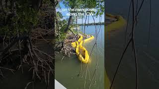 Coastal erosion restoration project along the ICW in Hollywood, FL #coastal #coastalbeauty