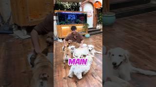 Visit kiya India ke eklaute Dog Cafe