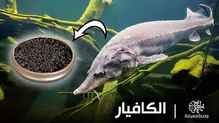 أغلى الأطعمة فى العالم | كيف يستخرج الكافيار و ما هى أنواعة و فوائده | وما هو الكفيار المزيف