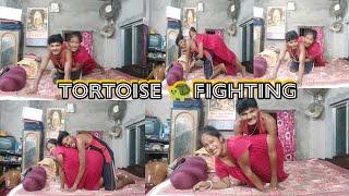 Tortoise fighting challenge video //funny video//husband vs wife