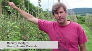 Sunrise Orchards Embraces Hard Cider—FGNtv