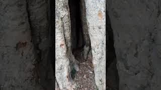 #naco #nacho #nato #nato #viral #trending #rrr #viral #kishanmalhotra #trending #viralvideo
