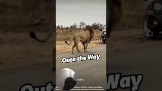 Lions forced cars to retreat