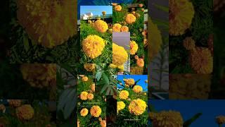 Marigold Season  #flowers #marigoldmagic #seasonalflowers