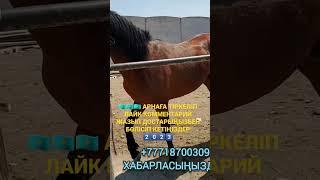 TARAZ MAL BAZARKZ | HORES | АЙҒЫР БАҒАСЫ 680000 - 1528$ МАЛ БАЗАР