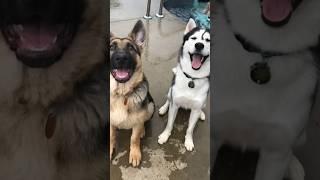 German Shepherd vs Huskies#shorts #dog #doglover #dogs #husky #huskydog #germanshepherd