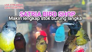 Update stok terbaru kacer, konin samyong@Satriabirdshop_Senin30/09/2024