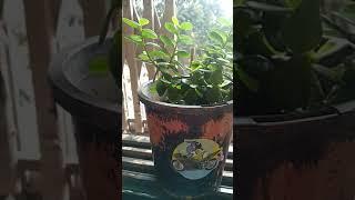 Jade plants crassula plant घर पर