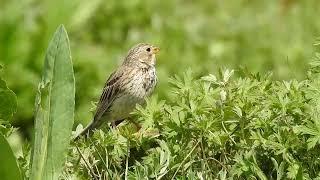 Corn Bunting in Sughd, Tajikistan