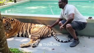 Onyeije playing with Tigers in Thailand