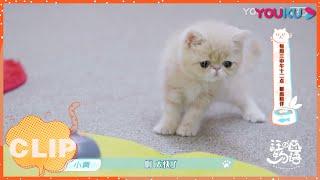 【汪喵物语】萌猫出击你pick谁？看完要超开心哦！ | EP06精彩看点| 朱正廷/张雨剑/边江/北辰/乔诗语 |  YOUKU SHOW | 优酷综艺