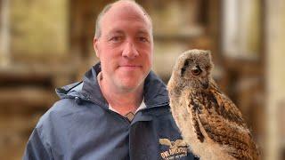 Hand rearing a Bengal Eagle owl -  fitting anklets and flying to the glove