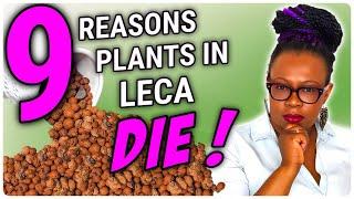 9 BEGINNER Mistakes To Avoid When Moving Plants From Soil to Leca