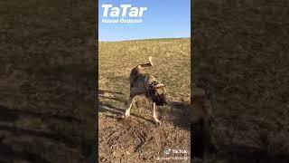 Malaklı bu kadar yakışıklı köpek görülmedi #tatar