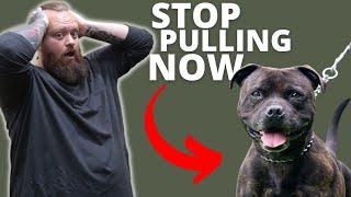 HOW TO STOP STAFFORDSHIRE BULL TERRIER FROM PULLING