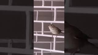 Enjoy️| First thing in the morning| Cute bird singing| Beautiful| #nature 