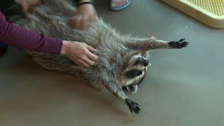 Julia Mancuso plays with raccoons in a Korean café