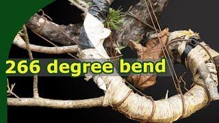 How to Bend Big Pine Branches?