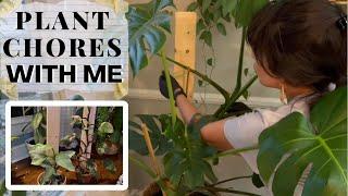 PLANT CHORES WITH ME… HOW TO MAKE AND USE A WOOD PLANK FOR YOUR PLANTS/ #Biggerleaves 