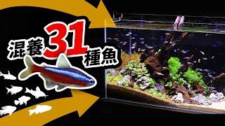 燈魚混養教學，31種可以和平共處的魚隻