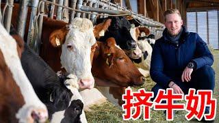 Austrian Dairy Farm 进口牛奶外国人都不喝？去奥地利农民家挤牛奶，直接喝最原味的牛奶，做一日酪农！Eng Sub