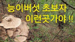 이런곳이 능이자생지 !! 능이버섯 초보자 대박나려면 이런분위기 찾아 다녀야 합니다