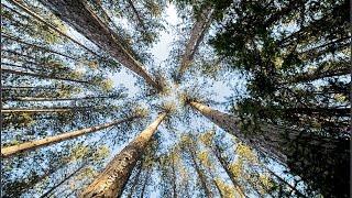 The Daytripper Photo Show #108 - York Region Forests with Victor Woodhouse and Ross Chevalier